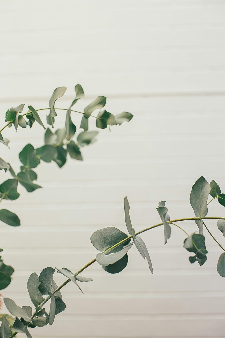 Green eucalyptus plant with leaves placed near white brick wall in light room